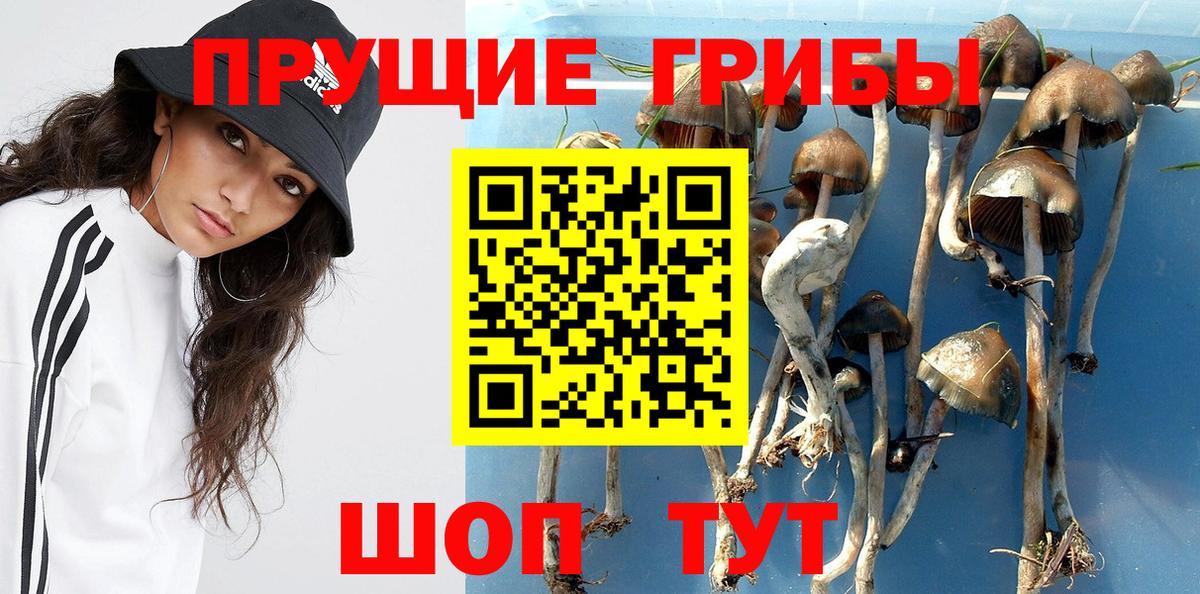 Псилоцибиновые грибы Psilocybe Дивногорск